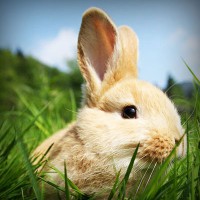 /album/hvgmvb/photolia-a03-jpg/